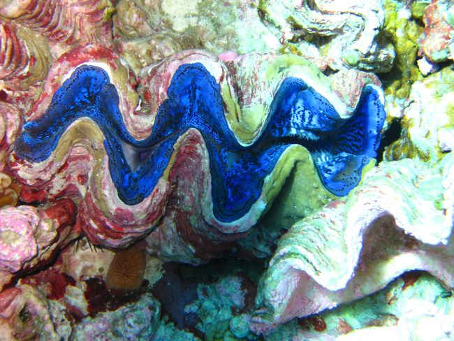 Giant clams (Tridacna sp