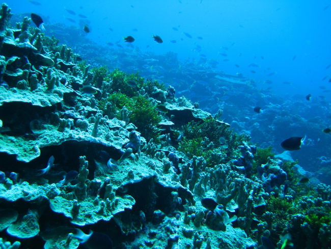 Reef scene with numerous bicolor chromis (Chromis margaritifer)
