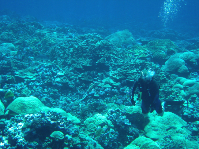 Scuba diver over diverse coral reef