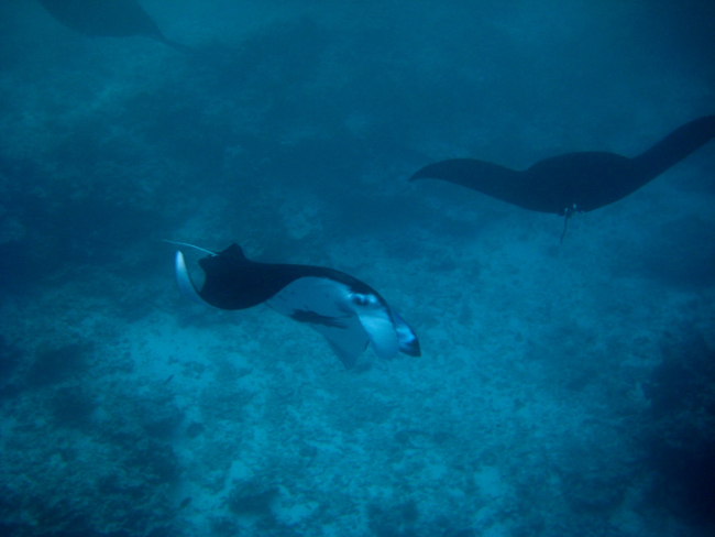 Manta ray (Manta birostris)