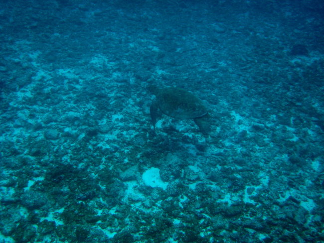 Green sea turtle over relatively barren bottom