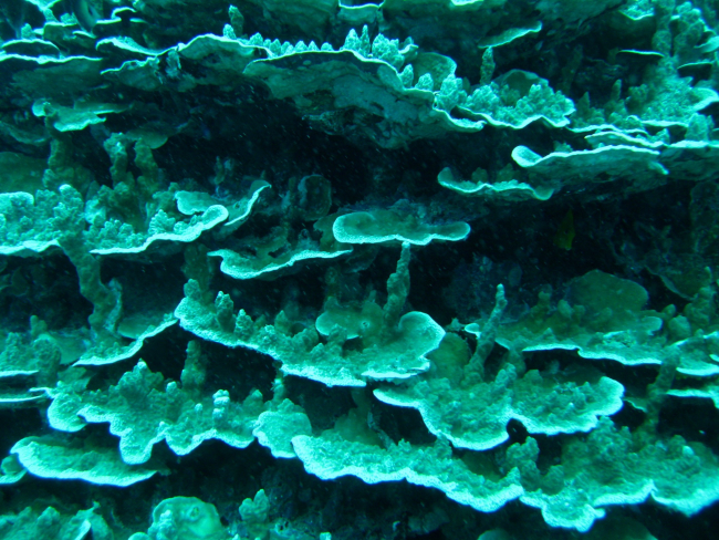 Odd appearing coral structures