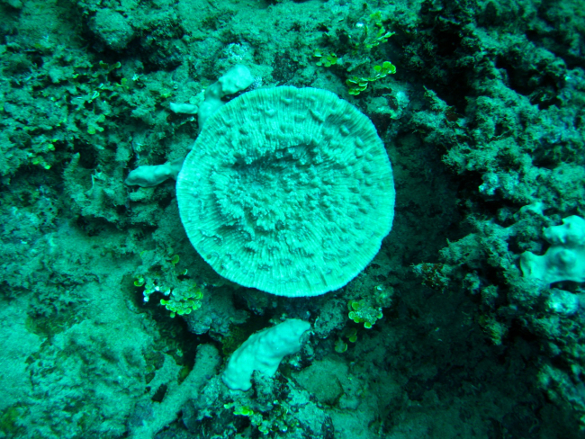 Reef scene with circular coral colony