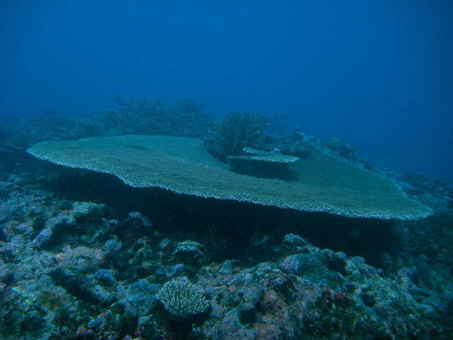 Reef scene - large tabular  coral (Acropora sp