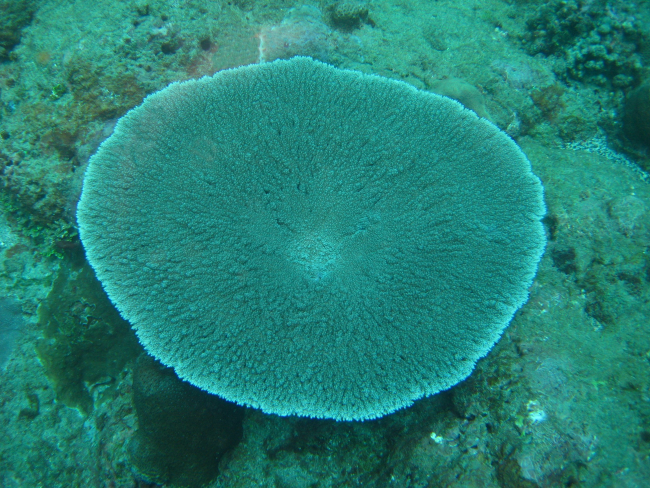 Circular tabular coral (Acropora sp