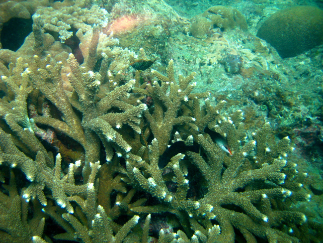 Staghorn coral (Acropora sp