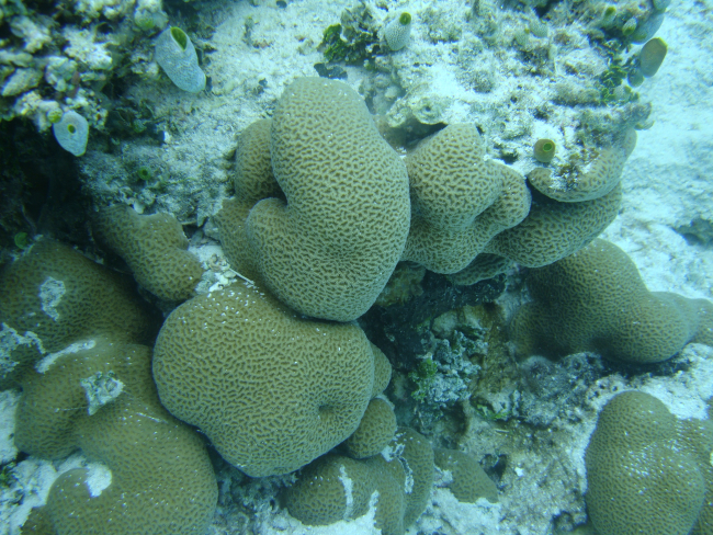 Faviidae coral