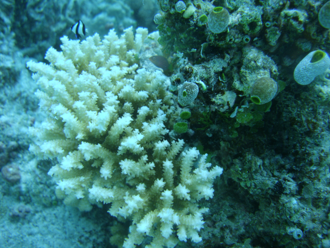 Acroporidae coral Acropora sp
