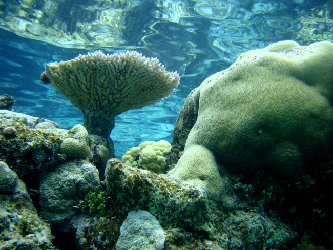 Table coral (Acropora sp