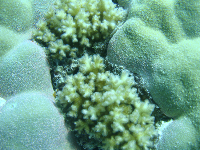 Coral with polyps out feeding