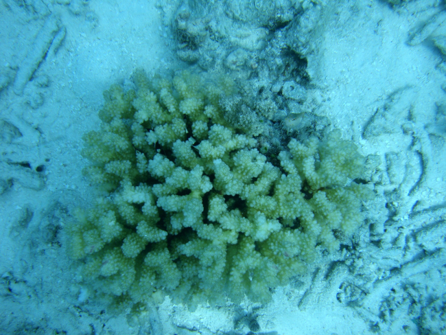 Acroporidae coral Acropora sp