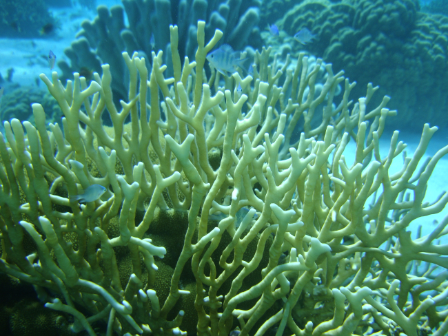 Hydrozoan coral - Millepora sp