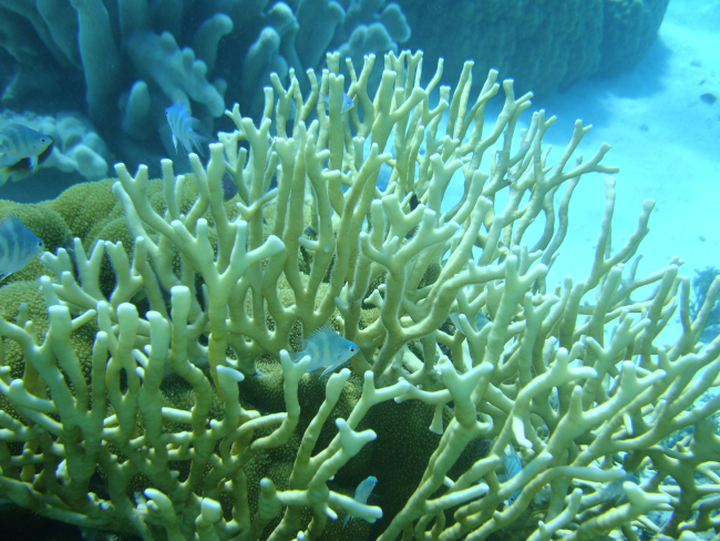 Hydrozoan coral - Millepora sp