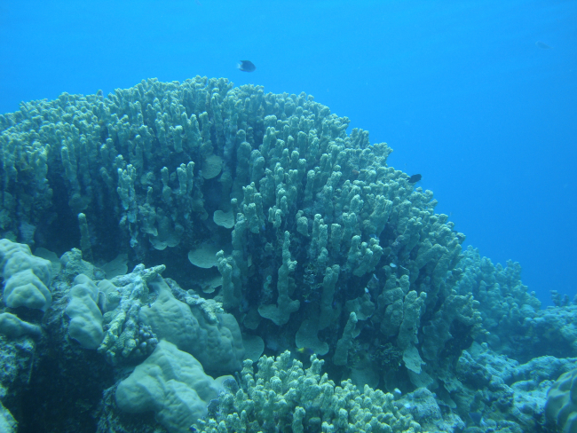 Acroporidae coral