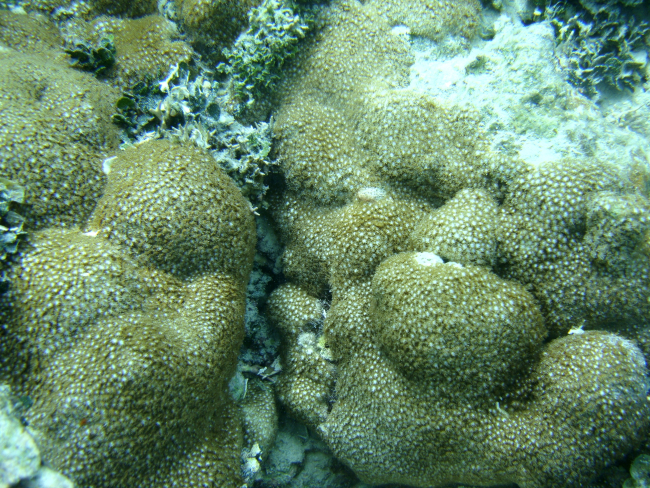 Acroporidae coral Astreopora sp