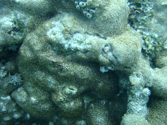 Acroporidae coral Astreopora sp