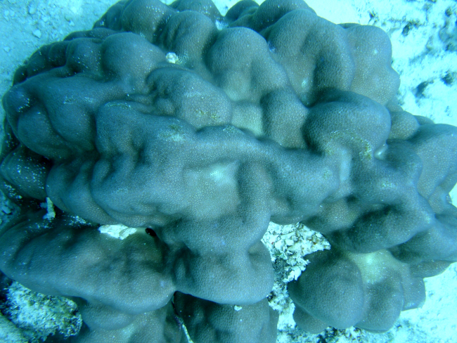A scleractinian coral