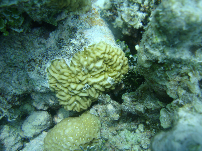 Scleractinian coral
