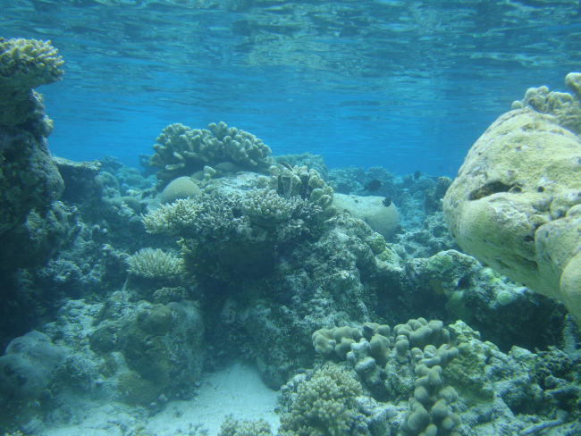 Reef scene with multiple scleractinian coral species
