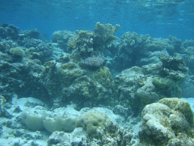 Reef scene with multiple scleractinian coral species