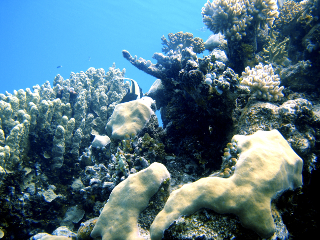 Reef scene with multiple scleractinian coral species and a moorish idol