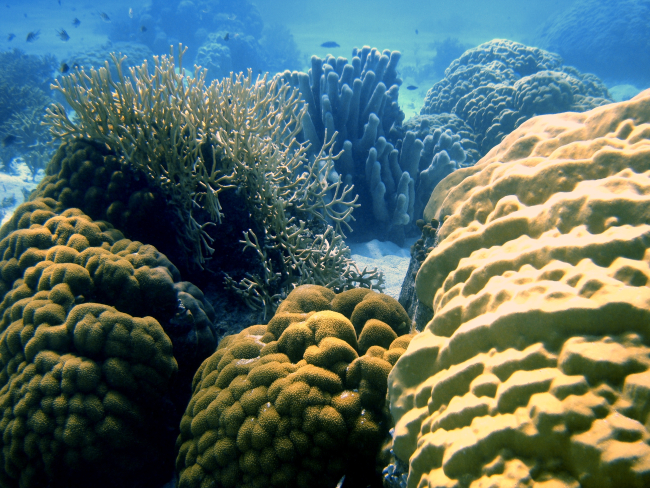 Poritidae coral Porites sp