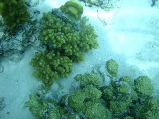 Three scleractinian coral species
