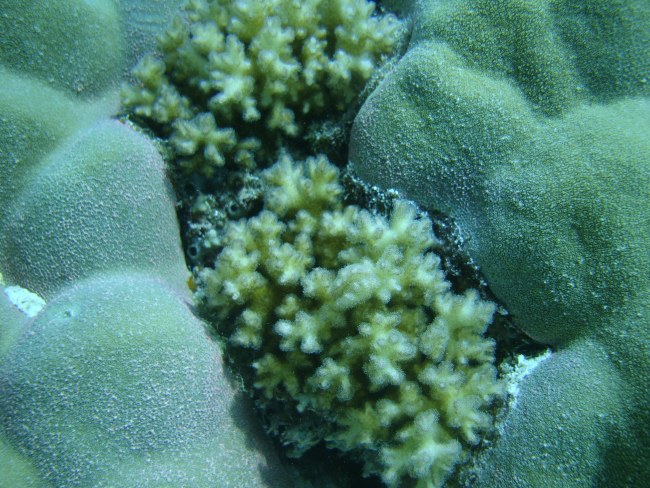 Two species of scleractinian coral