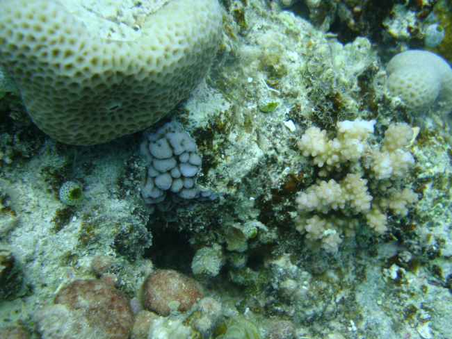 Scleractinian corals