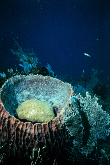 Vase sponge with star coral inside