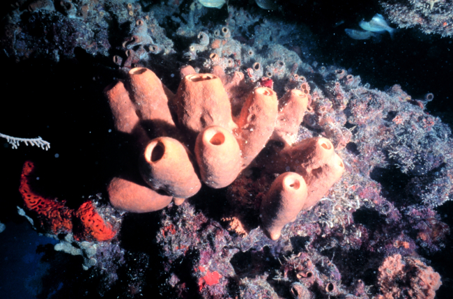 Brown tube sponges