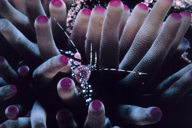 A spotted cleaner shrimp on pink-tipped anemones