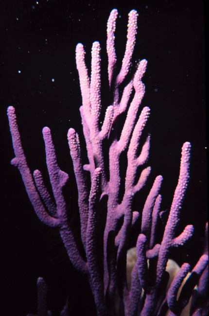 A knobby purple sea rod