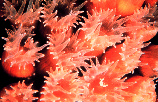A closeup of a cavernous star coral (Montastrea cavernosa)