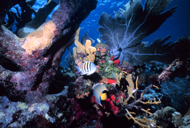 A reef scene with a sergeant major fish and an angelfish