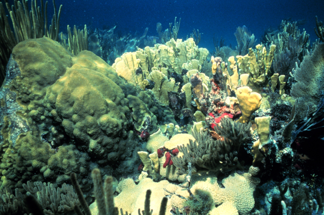 A shallow water reef scene