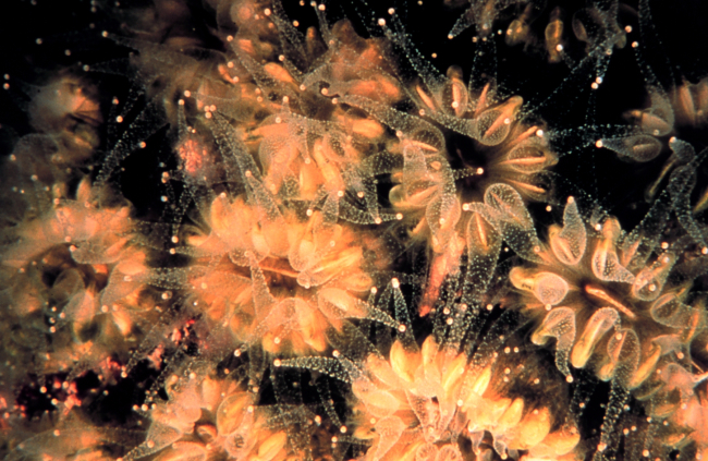 Flower coral -- (Eusmilia fastigiata)