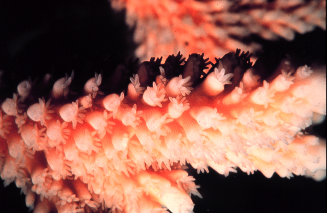 Closeup of staghorn coral with polyps extended