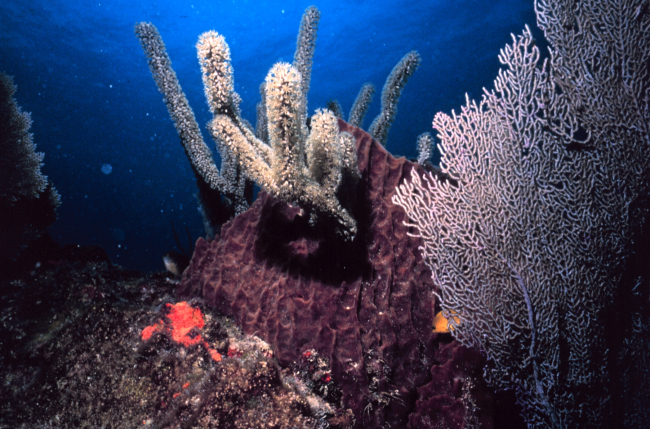 Reef scene with sponge and seafan