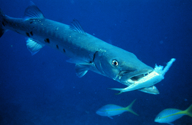 Barracuda dining on another luckless inhabitant of the reef