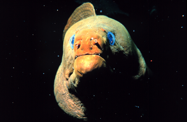 Head-on view of a green moray eel