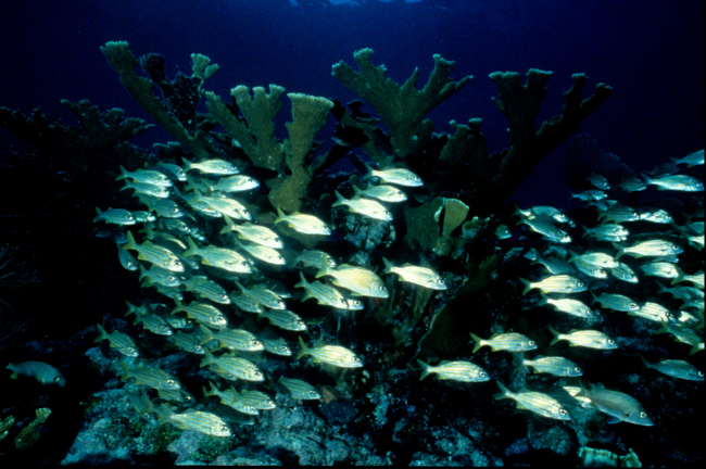 A school of smallmouth grunt and elkhorn coral