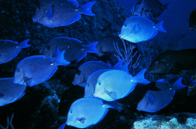 A school of blue tang