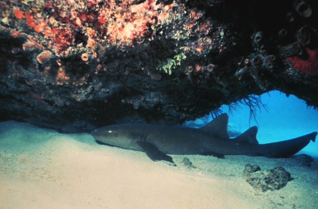 A nurse shark under a ledge
