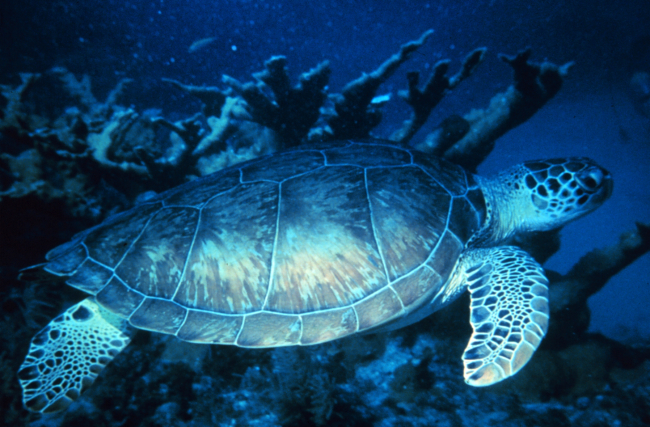 A green turtle swimming at the reef