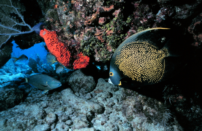 French angelfish at the reef