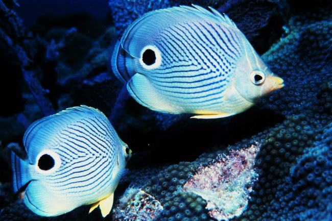 Two four-eyed butterfly fish