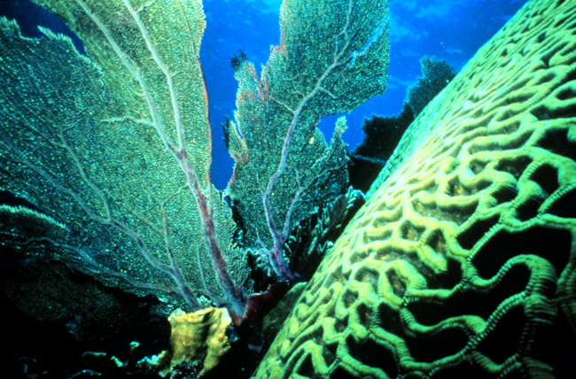 Brain coral and sea fan close-up
