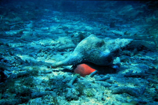 Horse conch in sand and coral rubble
