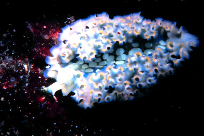 A lettuce sea slug